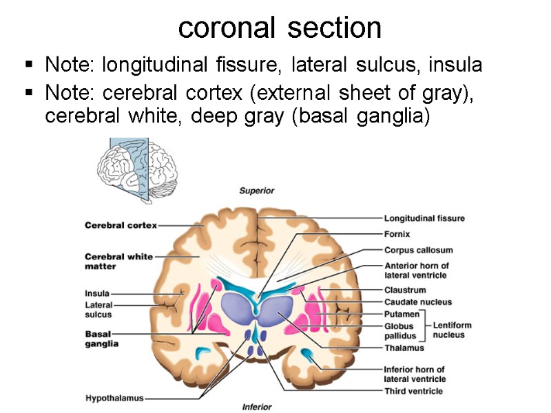 coronal section Note: longitudinal fissure, lateral sulcus, insula Note: cerebral cortex (external sheet of